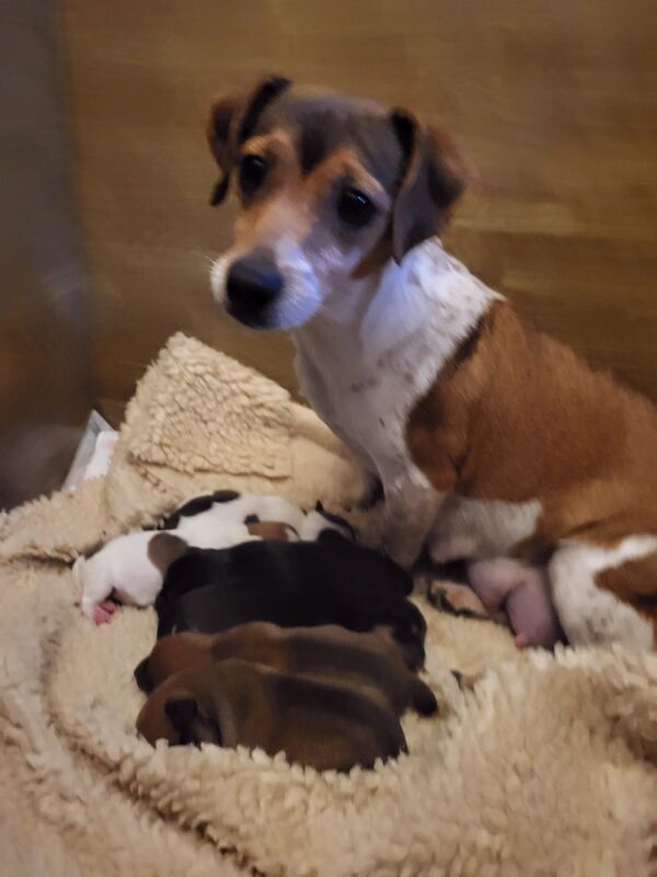 Stunning minature jack russell puppies for sale in Walsall, West Midlands - Image 14