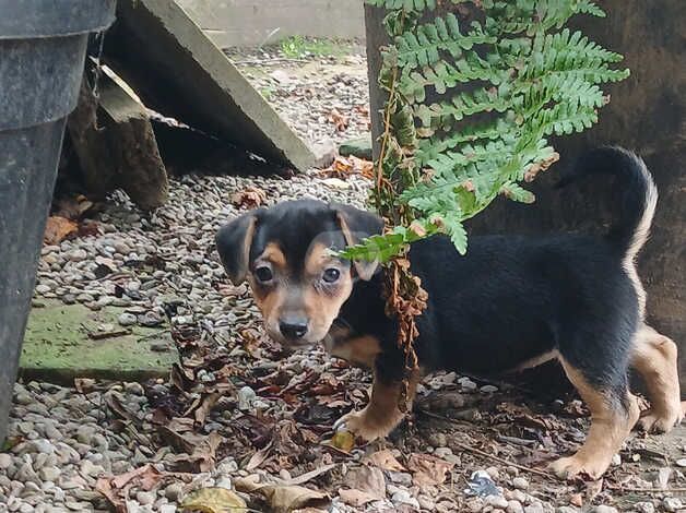 Stunning Miniture Jack Russell Pups for sale in Pontypool/Pont-y-pwl, Torfaen