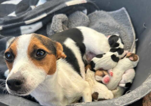 Stunning Traditional jackrussel pups for sale in Tonbridge, Kent - Image 2