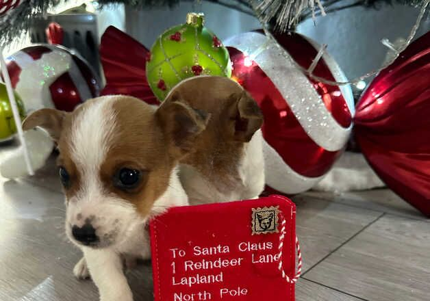 Stunning Traditional jackrussel pups for sale in Tonbridge, Kent - Image 3