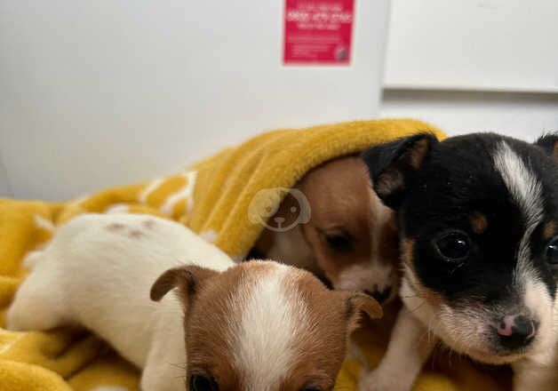 Stunning traditional miniature Jackrussel puppies for sale in Maidstone, Kent