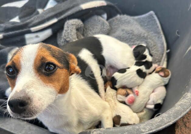 Jack Russells for sale in Maidstone, Kent