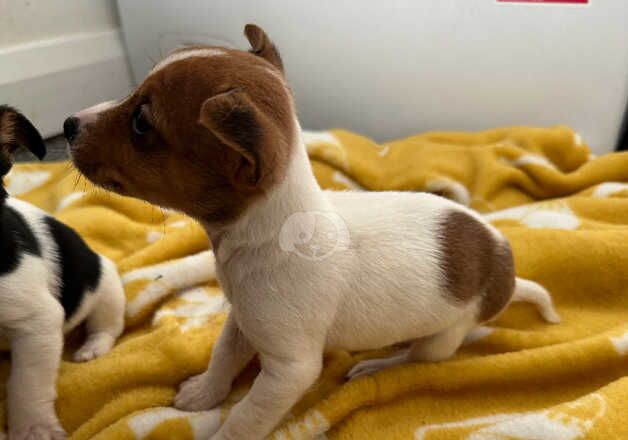 Jack Russell Puppies for sale in Kent