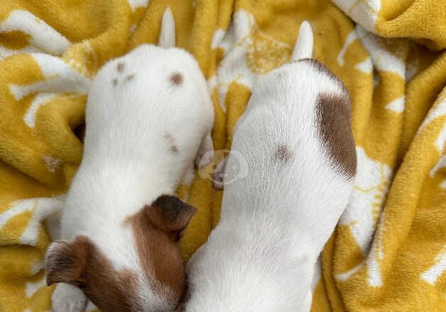 Jack Russell Puppies for sale