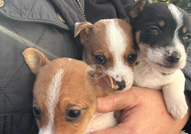 Stunning traditional miniature Jackrussel puppies for sale in Maidstone, Kent - Image 5