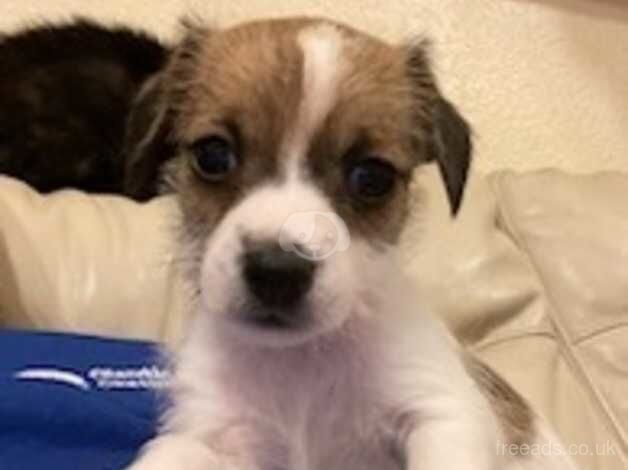 Stunning unusual colour Jack Russell's for sale in Cwmbran/Cwmbrân, Newport