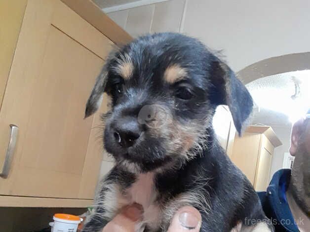 Stunning unusual colour Jack Russell's for sale in Cwmbran/Cwmbrân, Newport - Image 3