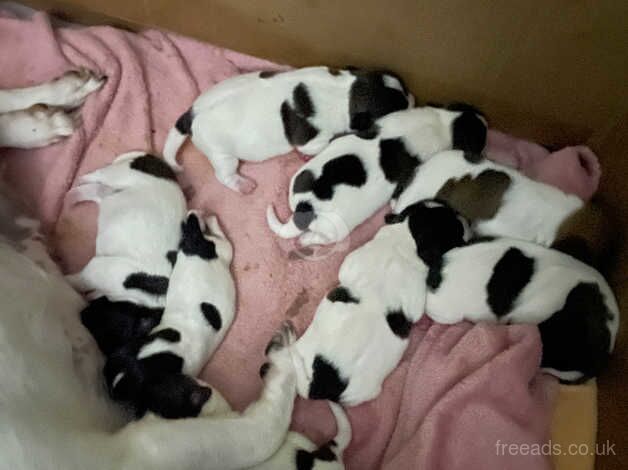 Super miniature tri coloured jack Russell's for sale in Sheffield, South Yorkshire