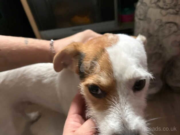 Teddy the jack russell for sale in Maidstone, Kent