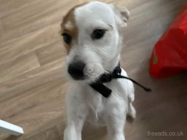 Teddy the jack russell for sale in Maidstone, Kent - Image 2