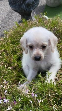 Three little girls will be micro chipped for sale in Wickford, Essex - Image 4