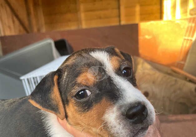 Top Class Jack Russell pups for sale in Salisbury, Wiltshire