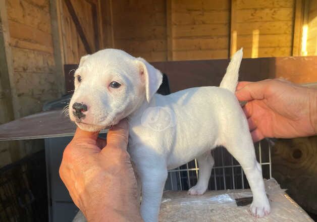 Top Class Jack Russell pups for sale in Salisbury, Wiltshire - Image 2