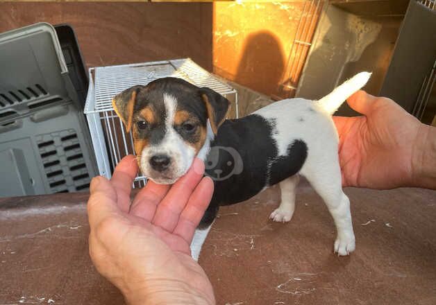 Top Class Jack Russell pups for sale in Salisbury, Wiltshire - Image 3