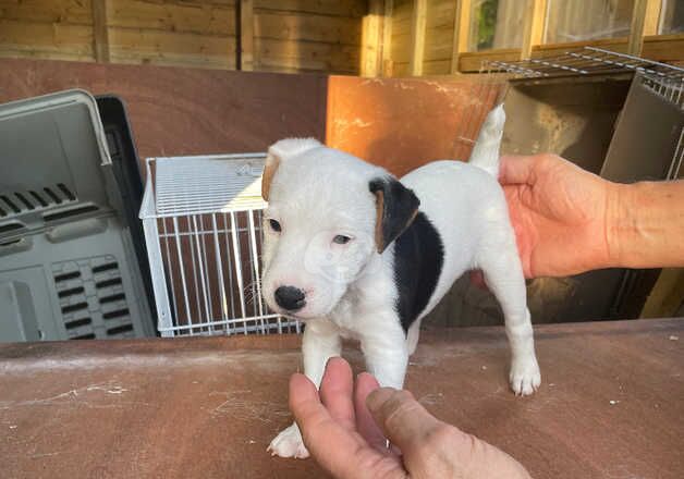 Jack Russell Puppies for sale