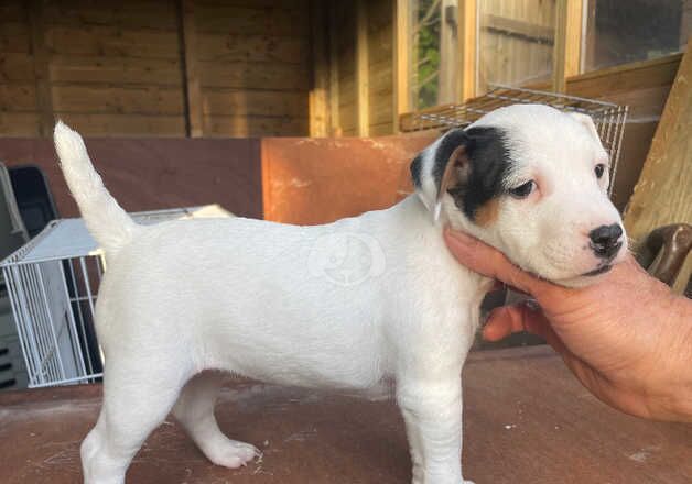 Top Class Jack Russell pups for sale in Salisbury, Wiltshire - Image 5