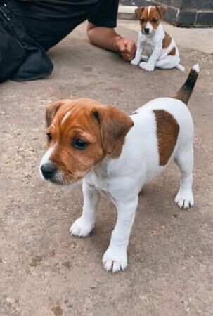 Traditional Jack Russel puppies for sale in North Cave, East Riding of Yorkshire - Image 1