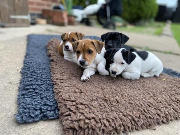 Traditional Jack Russel puppies for sale in North Cave, East Riding of Yorkshire - Image 2