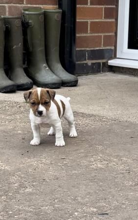 Traditional Jack Russel puppies for sale in North Cave, East Riding of Yorkshire - Image 3