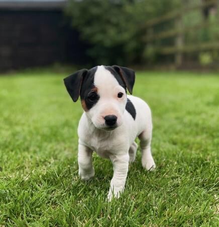 Traditional Jack Russel puppies for sale in North Cave, East Riding of Yorkshire - Image 4