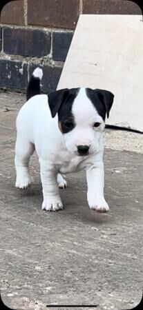 Traditional Jack Russel puppies for sale in North Cave, East Riding of Yorkshire - Image 5