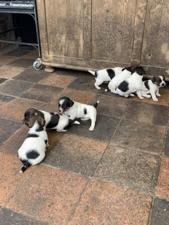 Traditional jack Russel terrier puppies for sale in Ormskirk, Lancashire