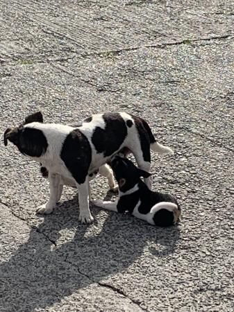 Traditional Jack Russell for sale in Llandovery/Llanymddyfri, Carmarthenshire - Image 2