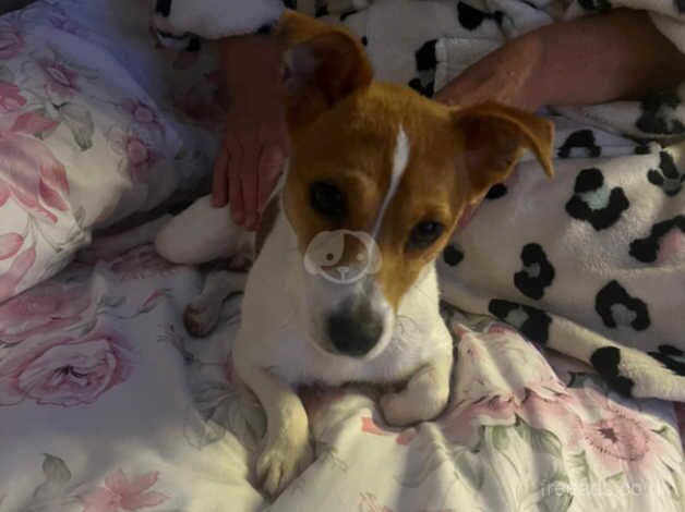 Traditional jack Russell for sale in Sandbach, Cheshire - Image 1