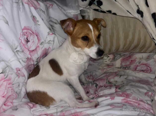 Traditional jack Russell for sale in Sandbach, Cheshire - Image 2