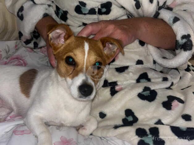 Traditional jack Russell for sale in Sandbach, Cheshire - Image 3