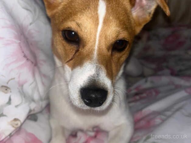 Traditional jack Russell for sale in Sandbach, Cheshire - Image 4