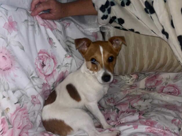 Traditional jack Russell for sale in Sandbach, Cheshire - Image 5