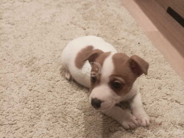 Traditional Jack Russell pup for sale in Sandbach, Cheshire