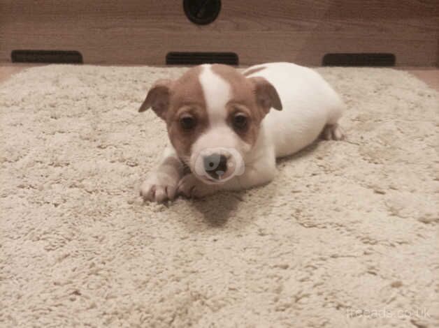 Jack Russells for sale in Sandbach, Cheshire