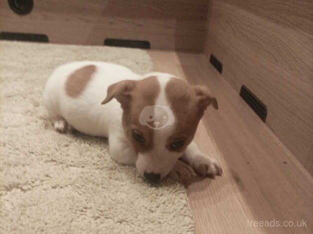 Jack Russell Puppies for sale in Cheshire