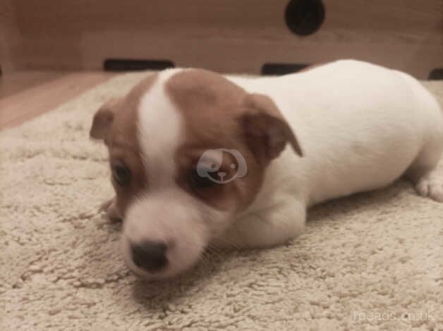 Jack Russell Puppies for sale