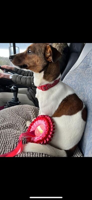 Traditional Jack Russell puppies for sale in Alfreton, Derbyshire