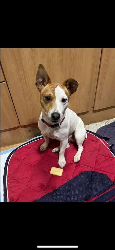 Traditional Jack Russell puppies for sale in Alfreton, Derbyshire - Image 2