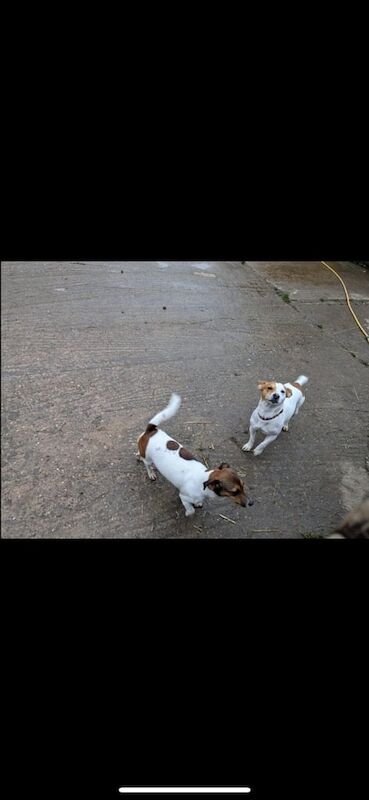 Traditional Jack Russell puppies for sale in Alfreton, Derbyshire - Image 3