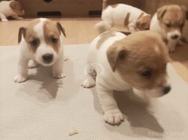 Traditional Jack Russell puppies for sale in Sandbach, Cheshire - Image 1