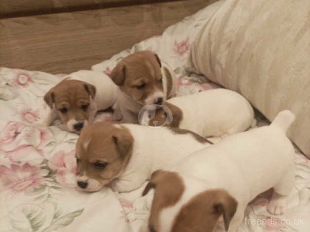 Jack Russells for sale in Sandbach, Cheshire