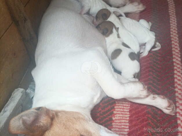 Traditional Jack Russell puppies for sale in Sandbach, Cheshire - Image 3