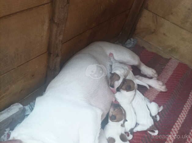 Jack Russell Puppies for sale