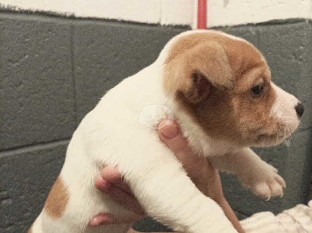 Traditional Jack Russell puppies for sale in Sandbach, Cheshire - Image 5