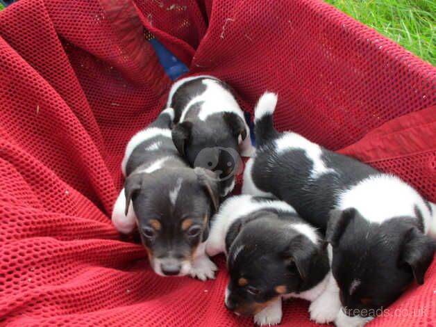 traditional jack russell pups for sale in Swansea, Swansea