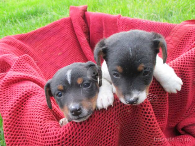 traditional jack russell pups for sale in Swansea, Swansea - Image 2