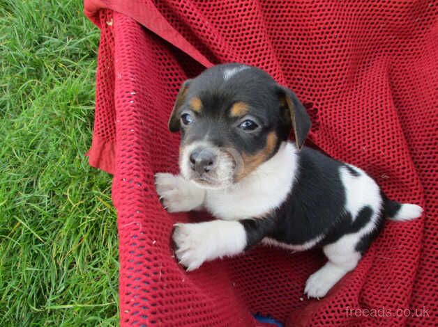 traditional jack russell pups for sale in Swansea, Swansea - Image 3