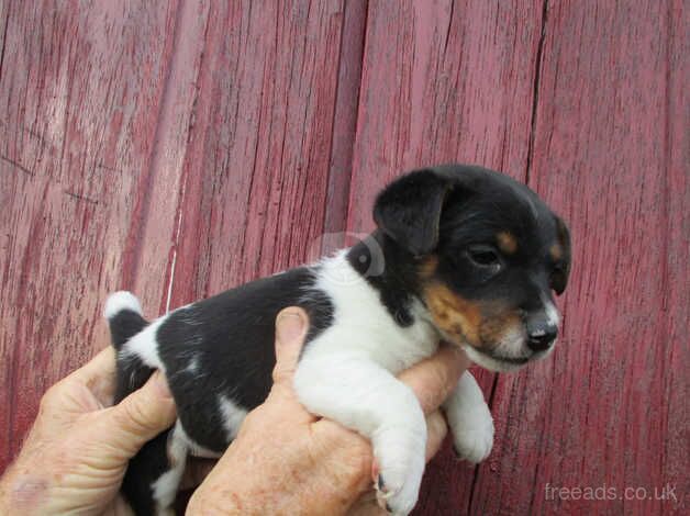 traditional jack russell pups for sale in Swansea, Swansea - Image 4