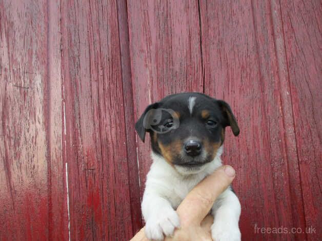 traditional jack russell pups for sale in Swansea, Swansea - Image 5