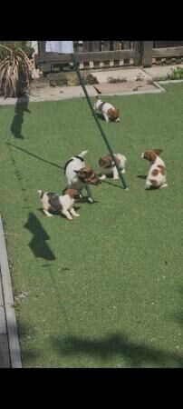 Traditional minature jack russells for sale in Wolverhampton, West Midlands - Image 1